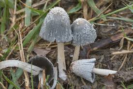 Image result for Coprinus lagopus