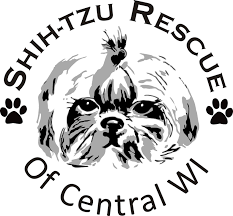 Ohio shih tzu breeder, producing champion line purebred akc shih tzu. Pets For Adoption At Shih Tzu Rescue Of Central Wi In Schofield Wi Petfinder