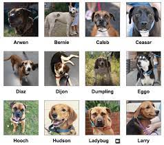 Hours may change under current circumstances Richmond Spca Assisting Animals In The Aftermath Of Hurricane Florence Rvahub