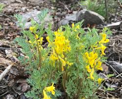 It can be used to make potions at an alchemy lab as part of alchemy. Yellow Wildflowers Colorado S Wildflowers