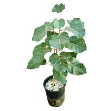 Image result for Ficus abutilifolia