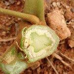 Image result for Brucea antidysenterica