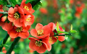 Image Result For Begonia Flower Red Flower Wallpaper Flower Wallpaper Beautiful Flowers Wallpapers