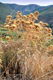 We did not find results for: Monchique Algarve Bilder Einer Portugal Reise
