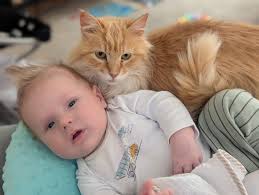 Hi in missoula looking to find an affordable vet to get my cat fixed and  chipped any suggestions