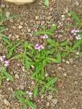 Image result for Gisekia africana