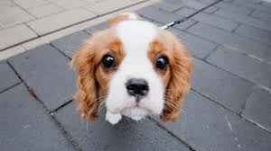 Niedliche hunde tierbilder süße tiere australian shepherds. Hoch Die Braue Das Steckt Wirklich Hinter Dem Sussen Hundeblick Artikel Von The Weather Channel Weather Com