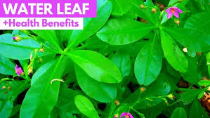 Image result for Talinum portulacifolium