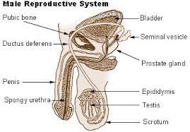 Drawing of the male internal sexual anatomy. Reproductive System Facts Functions And Diseases Live Science
