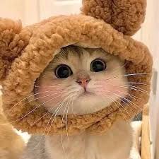 Image result for adorable cat