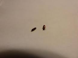 punaise de lit piqure bouton traitements pour s en debarrasser