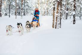 Nur die unberührte winterlandschaft und das hächeln der hunde. Huskysafari In Skandinavien Tipps Infos Fur Eine Hundeschlittentour Urlaubstracker De