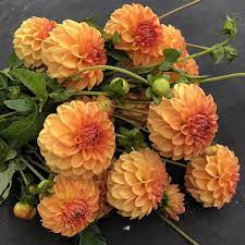 Pin On Dahlia 2019