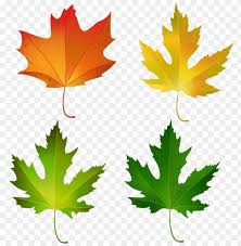 Download Fall Maple Leaves Set Png Decorative Clipart Png Photo Toppng This png image was uploaded on december 21, 2018, 10:19 pm by user: toppng
