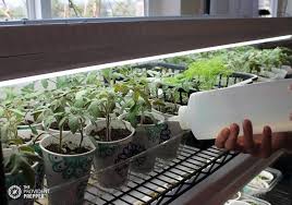 Check spelling or type a new query. Inexpensive Grow Lights To Jump Start Your Garden The Provident Prepper