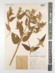 Image result for Croton triqueter