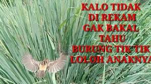 Suara cici merah betina ribut. Vidio Suara Cici Padi Betina Burung Cici Padi Salome Cute766