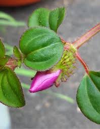 Image result for Heterotis rotundifolia