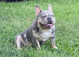 Kreatív kézműves tatoo francia bulldog. Before Buying A French Bulldog The Perfect Checklist Prince S Wonderful Kennel