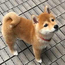 The shiba inu (柴犬, japanese: Pin By Susan On Shiba Inus Shiba Puppy Cute Dogs Dog Lovers