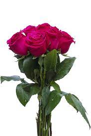 Search online for others, or email us with specific wants and we'll create personalized new uploads. Buy Hot Princess Pink Rose Flowers For Wedding Arrangements Flower Explosion