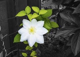 Check out our white clematis plant selection for the very best in unique or custom, handmade pieces from our there are 388 white clematis plant for sale on etsy, and they cost $17.12 on average. Yellowing Clematis Leaves What To Do When Clematis Vine Has Yellow Leaves
