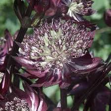 Herbaceous perennial grows 30 tall by 20 wide. Astrantia Major Star Of Fire Zeeuws Knoopje Online Kopen Kwekerij Pieters Planten