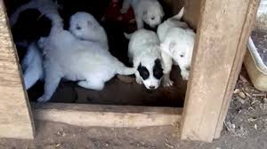 The great pyrenees german shepherd mix is intelligent, brave, and rather severe. German Shepherd Great Pyrenees Mix Puppies Youtube