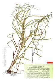 Image result for Scleria sp.no.1