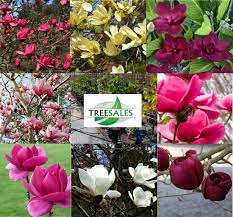 Browse 152 land for sale in magnolia, tx on har.com. Tree Sales Gorgeous Deciduous And Evergreen Magnolia S Facebook