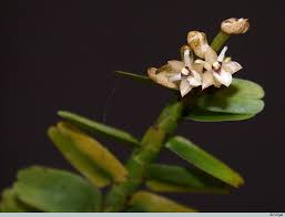 Image result for Aptosimum elongatum