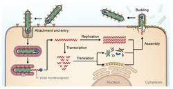 Image result for Filoviridae