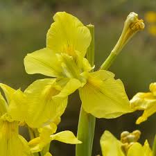 Image result for Moraea bella