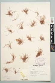 Image result for Isolepis sp.no.1