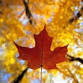 Fall Festival Weekend
