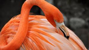 Parrot free download colorful birds hd desktop images wallpaper. 13 Beautiful Hd And 4k Wallpapers Of Exotic Birds That You Should Download