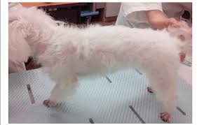 Especially dogs with long hair, such as: Photographs Of The Dog Hair Loss Is Shown Occurring Mainly Around The Download Scientific Diagram