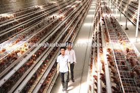 Image result for chicken cage