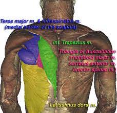 See more ideas about anatomy, anatomy reference, anatomy drawing. Topographic Anatomy Of The Back The Lecturio Medical Online Library
