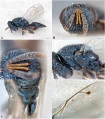 Image result for Costularia natalensis