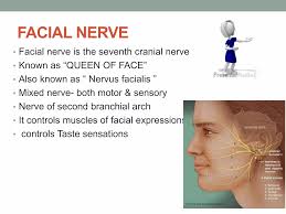 Facial nerve and its disorders