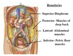Abdominal anatomy pictures female : Abdominal Anatomy Gist Support International