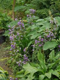 Campanula Trachelium Nettle Leaved Bellflower Growing Among The Large Leaved Hostas Shade Garden Plants Bellflower