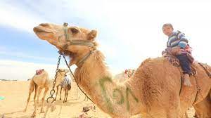 Check out what we'll be watching in 2021. Watch Robot Jockeys Race Against Child Riders In Camel Race Euronews