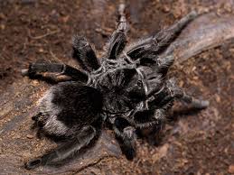 Grammostola Pulchra Brazilian Black Animais