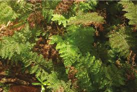 Image result for Abrodictyum rigidum