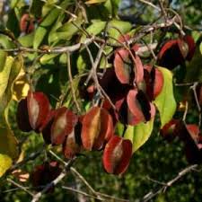 Image result for Combretum celastroides