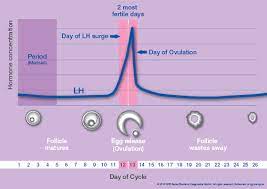 Clearblue Digital Ovulation Test Clearblue