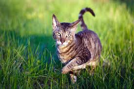 Believe it or not, its not actually the hair itself that most people are allergic to, but proteins that are secreted by the skin (fel d1 protein) and present in the. Best Hypoallergenic Cat Breeds Choosing The Right Cat For You Cats Guide Omlet Us
