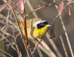 Birds That Sing At Night In Florida Common Yellowthroat Orlando Wetlands Wetland North Carolina Western North Carolina
